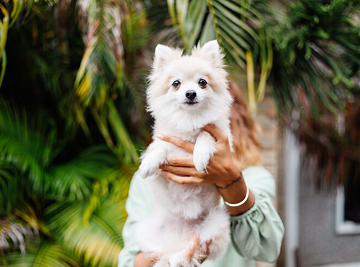 Puppy Daycare West Palm Beach