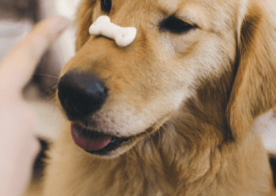 dog training west palm beach fl