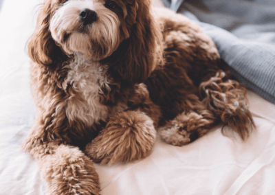 dog training west palm beach fl