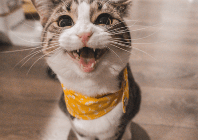 cat boarding west palm beach