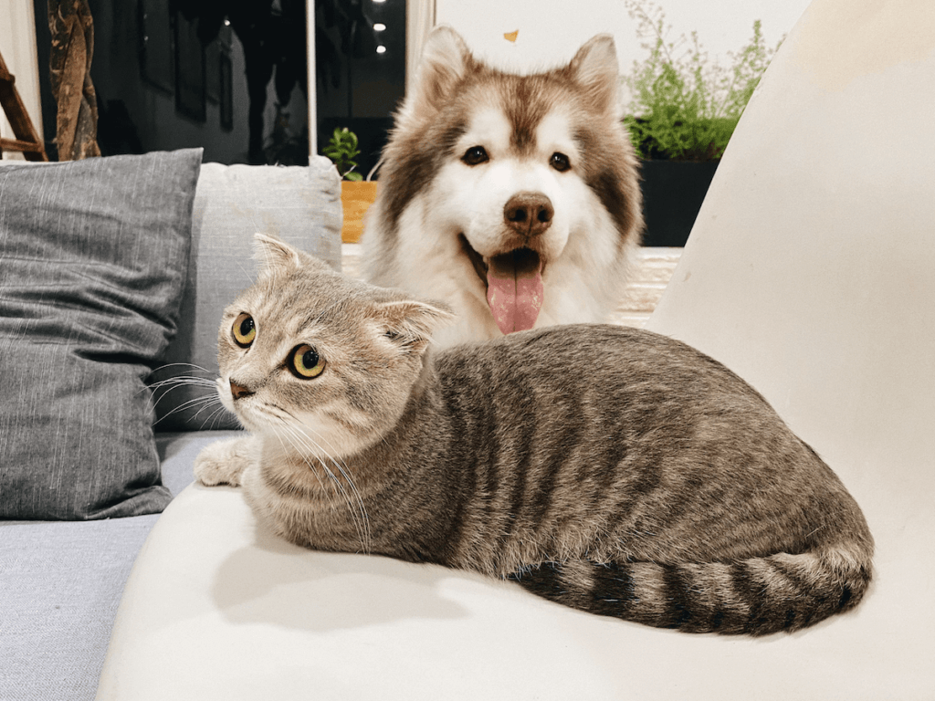 dog training west palm beach fl