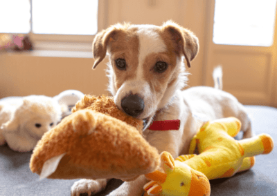 dog daycare west palm beach fl