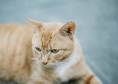 cat daycare and boarding west palm beach