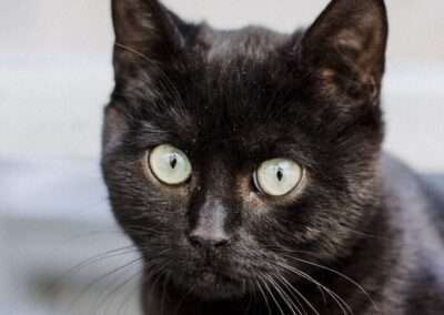 All Dogs Rock | LP-Dog Cat Boarding