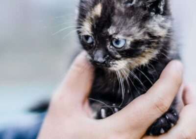 cat boarding west palm beach