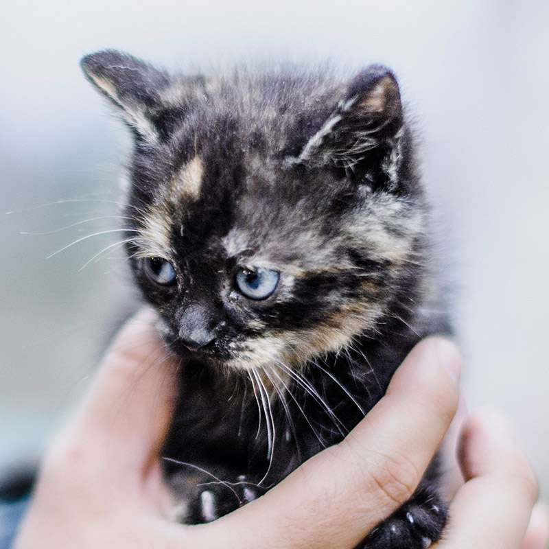 cat boarding west palm beach