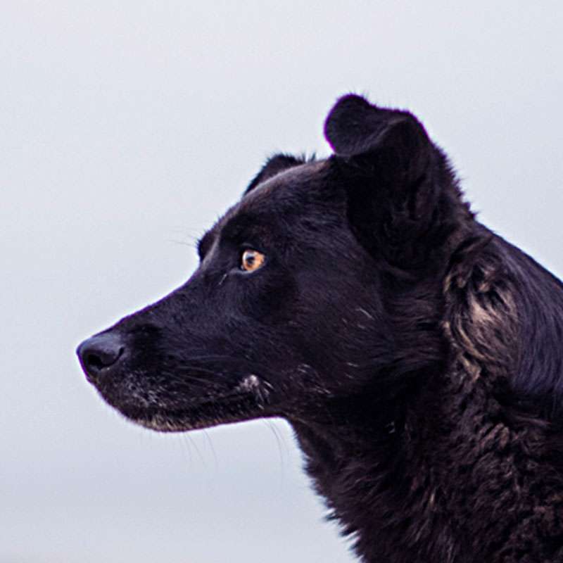 dog training west palm beach fl