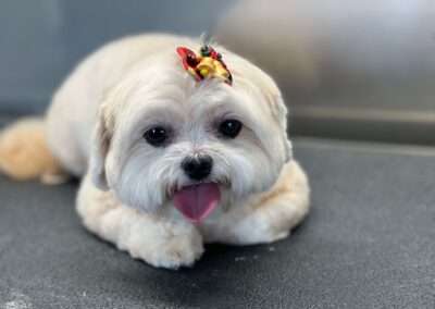 dog daycare west palm beach