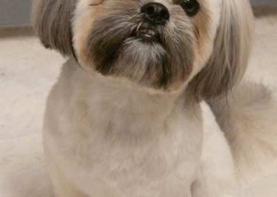 dog daycare west palm beach