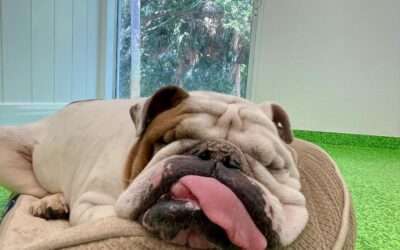 Making the Most of Your Pet’s Stay: Tips for a Smooth Boarding Experience