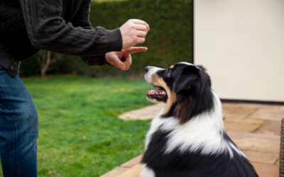 The Ultimate List of Dog Commands for Better Behavior