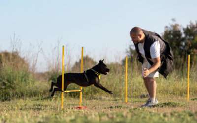 Top Therapy Dog Training Tips & Boarding in West Palm Beach