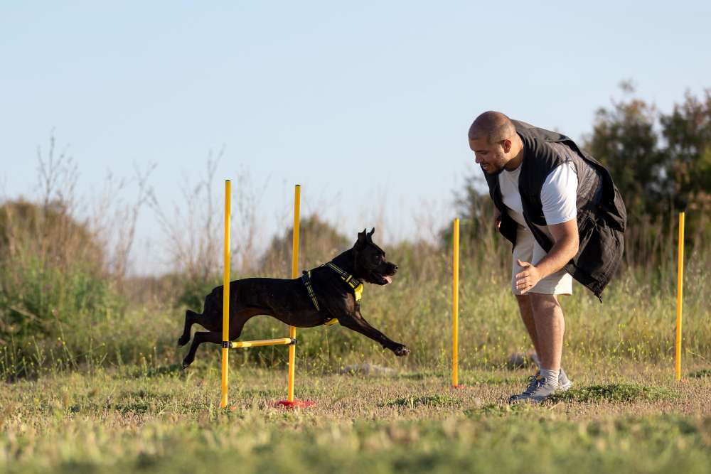 west palm beach dog training