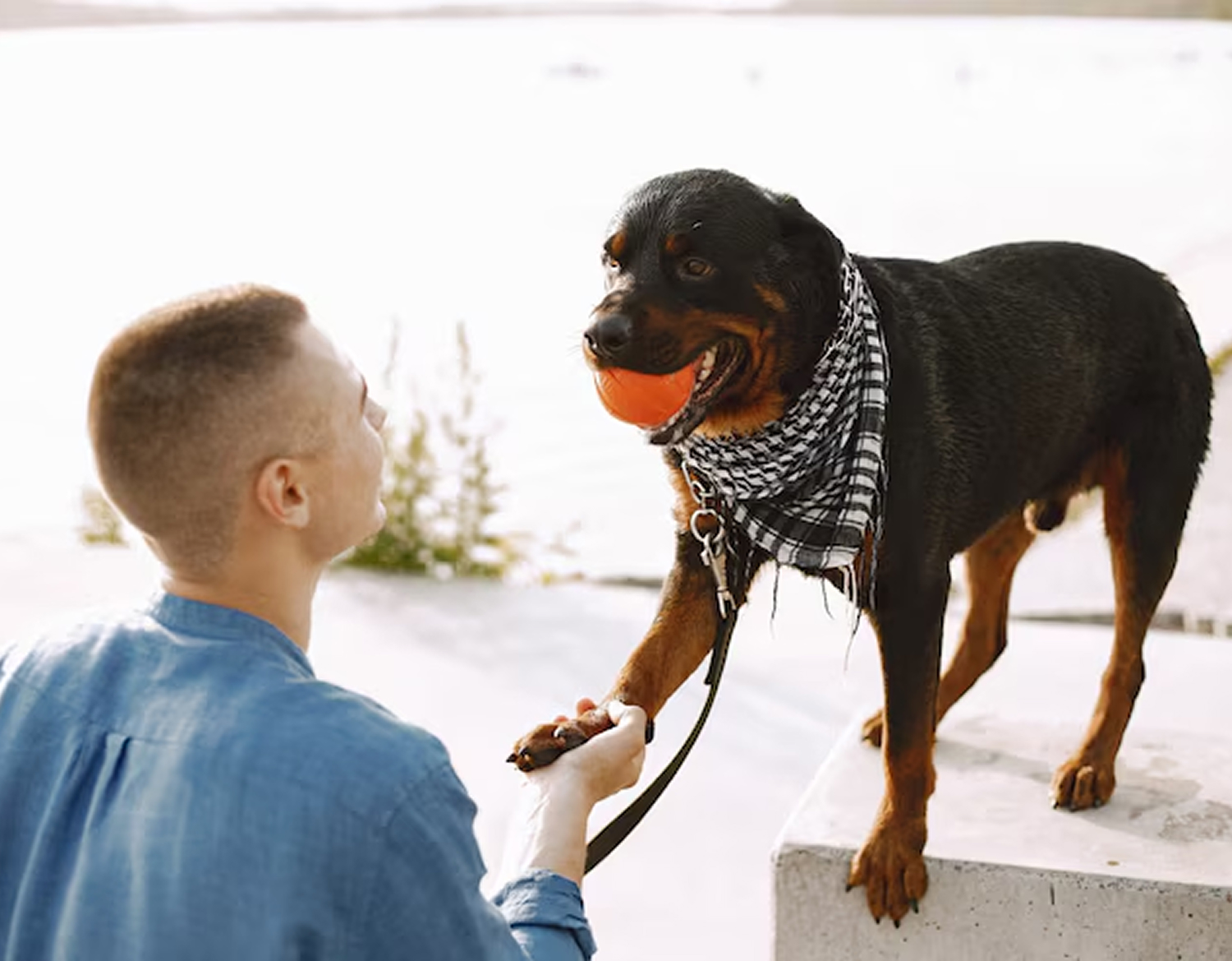 dog training west palm beach fl