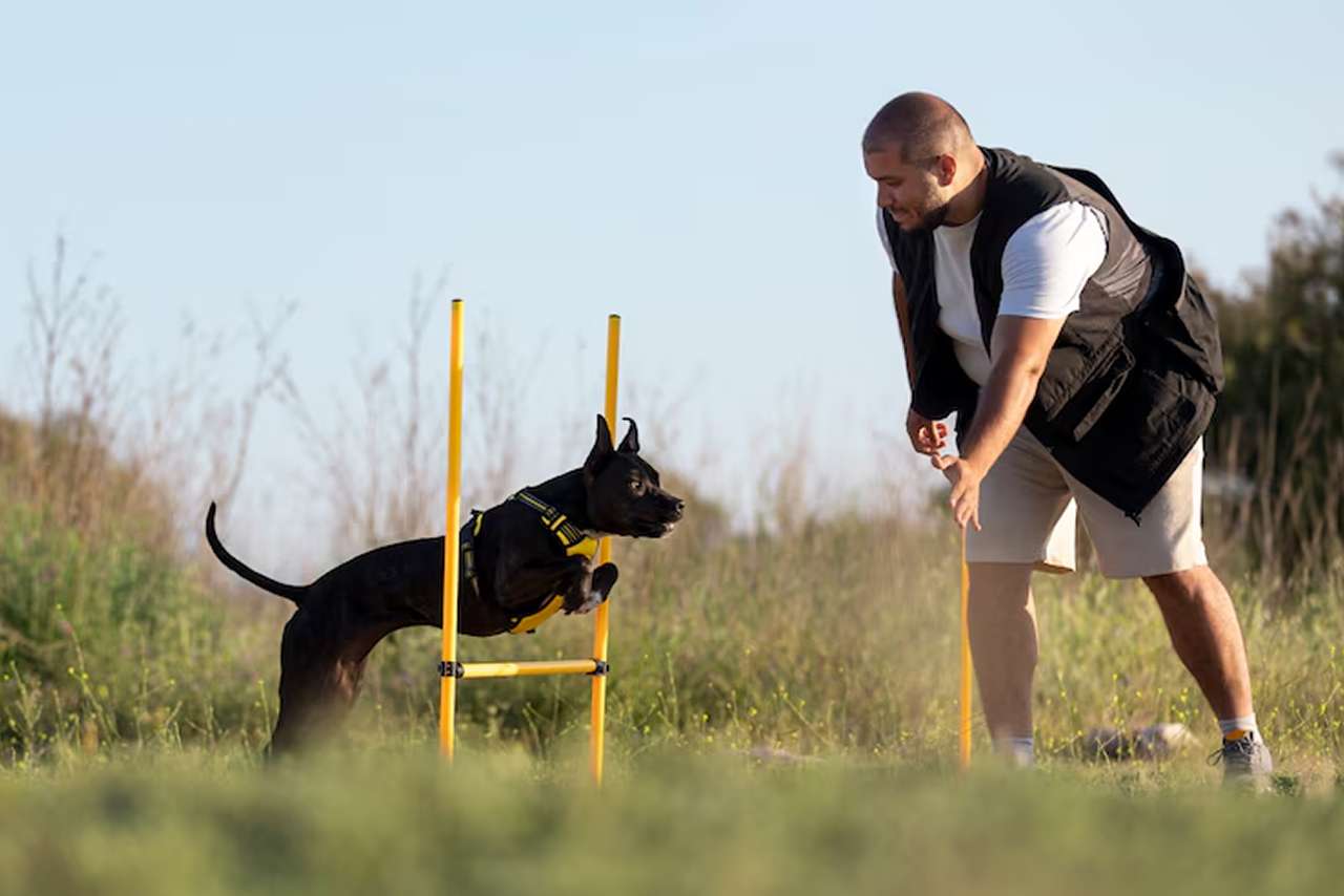 dog training west palm beach fl