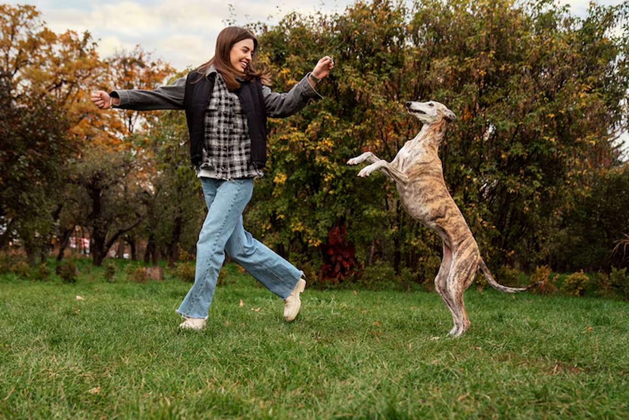 dog training west palm beach fl