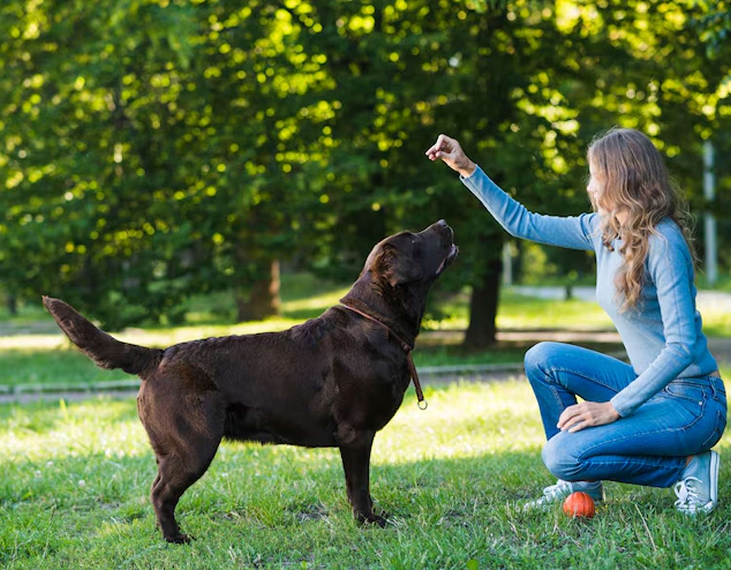 dog training west palm beach fl