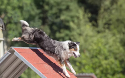 The Importance of Socializing Your Dog at an Early Age