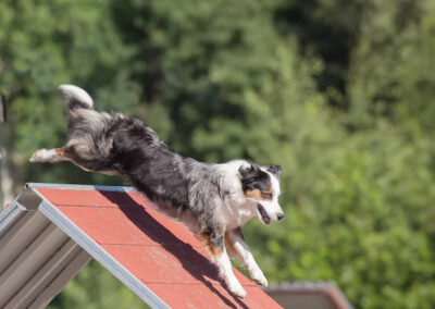 dog training west palm beach fl