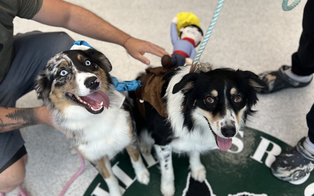 Dog Daycare In West Palm Beach