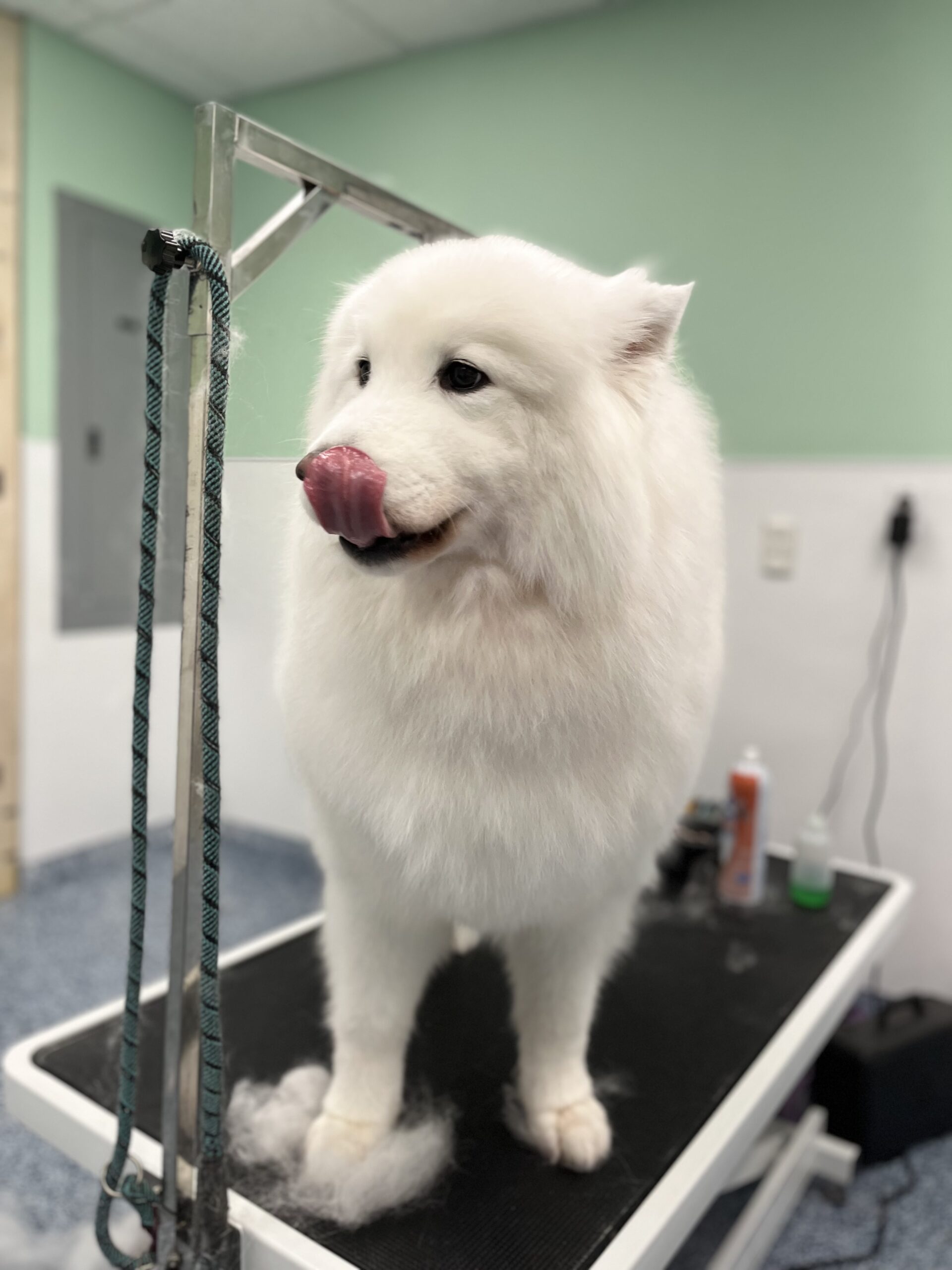 dog training west palm beach fl