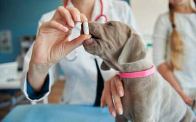 Vaccines, Vet Visits & Vital Checkups: Dog Healthcare Made Simple