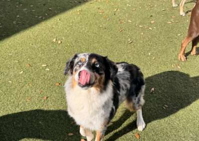 dog training west palm beach fl