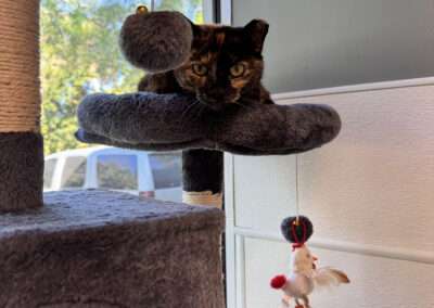 dog training west palm beach fl