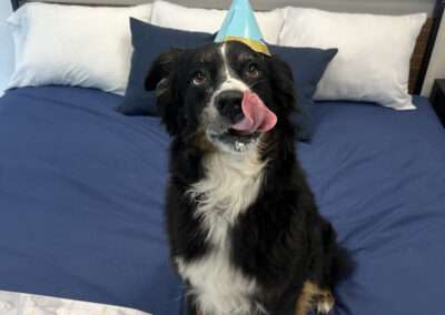 dog training west palm beach fl