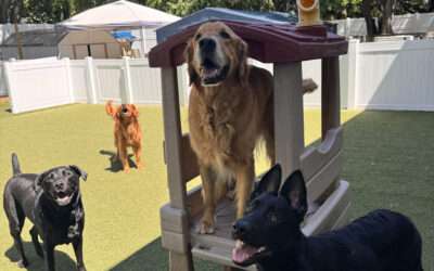 Why Professional Dog Training Can Make Your Summer More Enjoyable