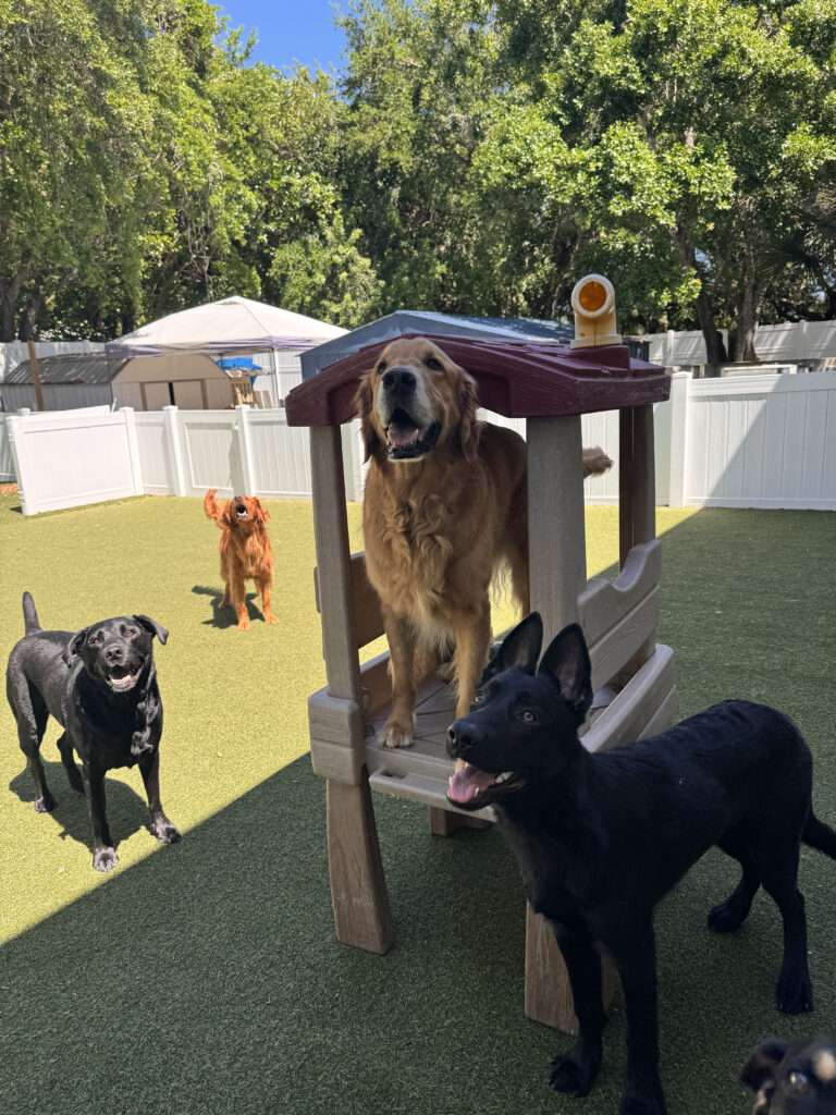 dog training west palm beach fl