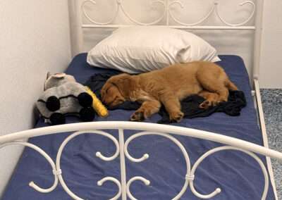 dog training west palm beach fl