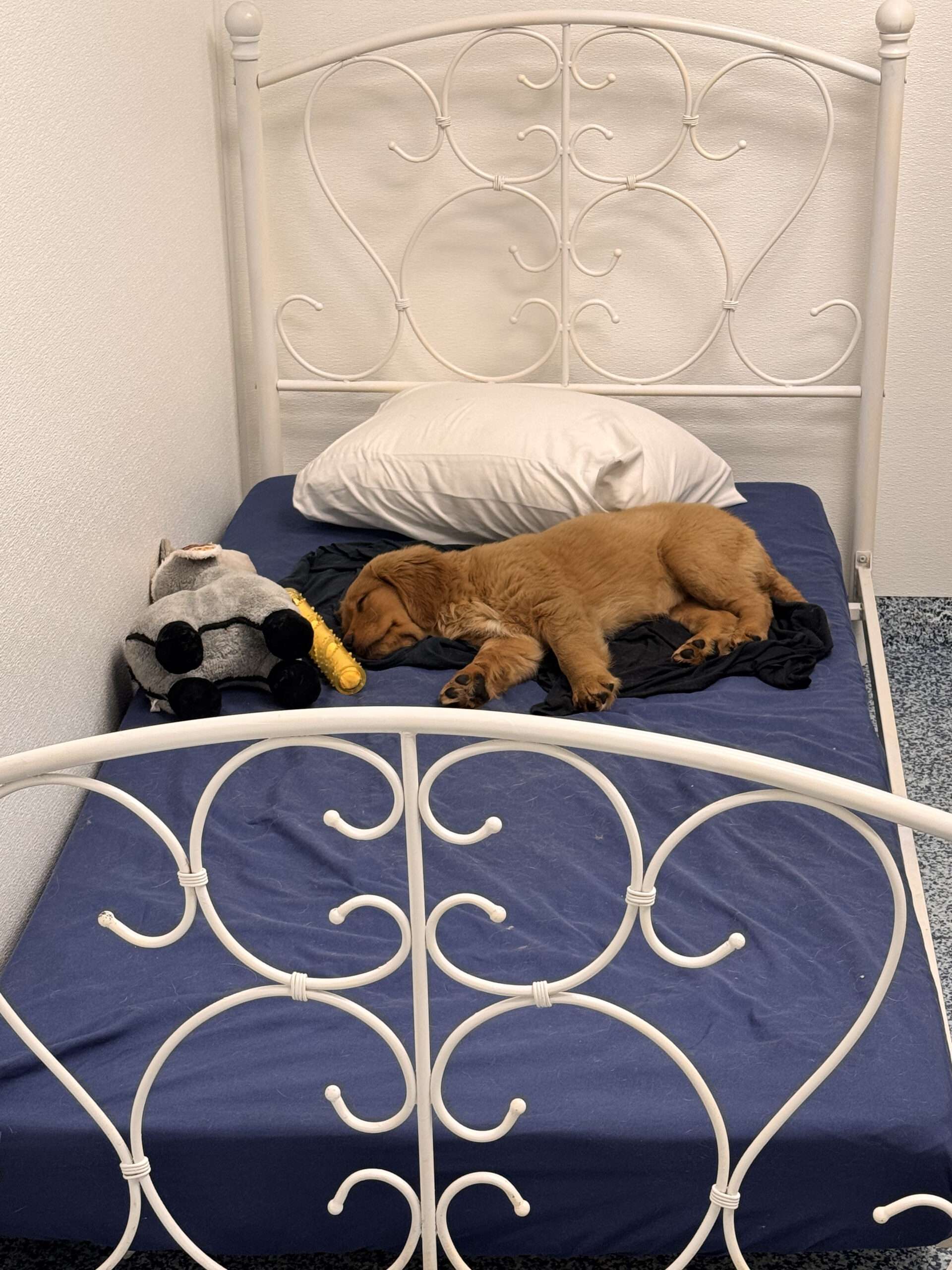 dog training west palm beach fl