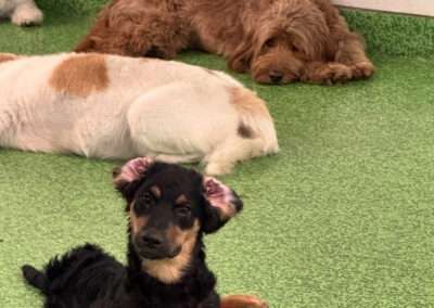 dog training west palm beach fl