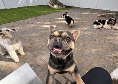 dog training west palm beach fl