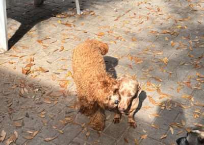 dog training west palm beach fl