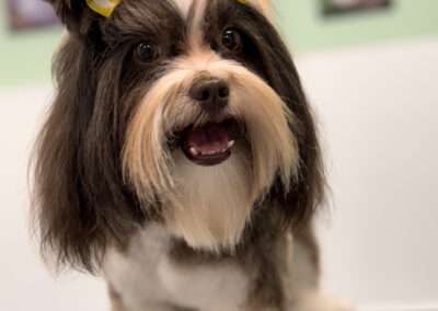 dog training west palm beach fl