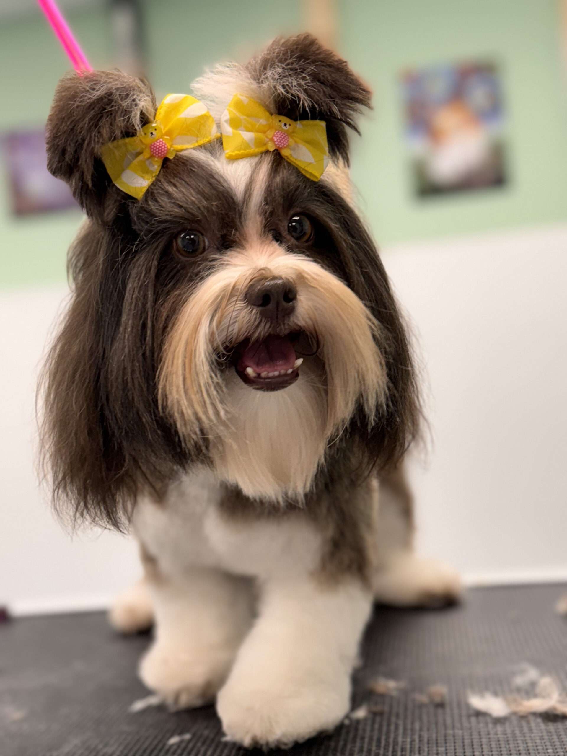 dog training west palm beach fl