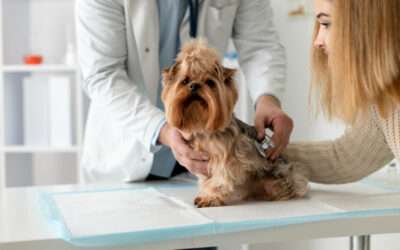 Common Pet Health Issues in West Palm Beach & How to Prevent Them