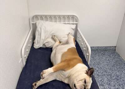 dog training west palm beach fl