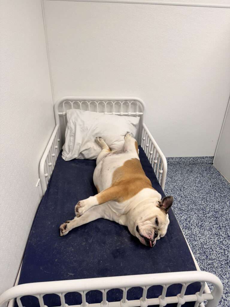 All Dogs Rock | Affordable and Reliable Pet Grooming Services in West Palm Beach dog training west palm beach fl