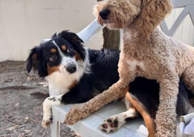 dog training west palm beach fl