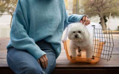 Summer Safety Tips: Keeping Your Dog Cool and Comfortable at Daycare and Boarding