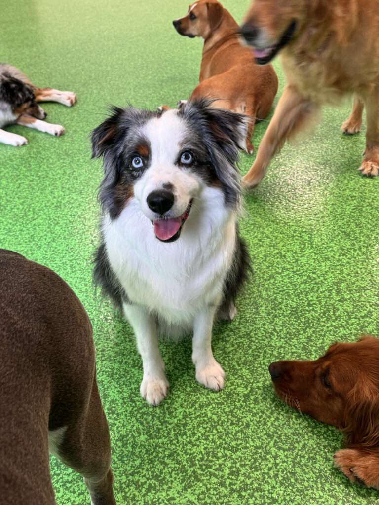 All Dogs Rock | Trusted Dog Boarding in West Palm Beach for Overnight and Extended Stays dog