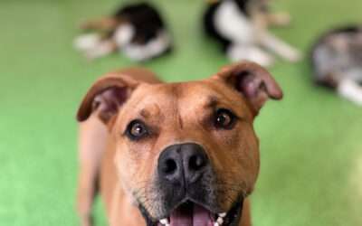 Preparing Your Dog for Overnight Boarding: Tips for a Smooth and Stress-Free Stay