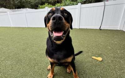 The Benefits of Dog Daycare: Why It’s More Than Just a Day of Play