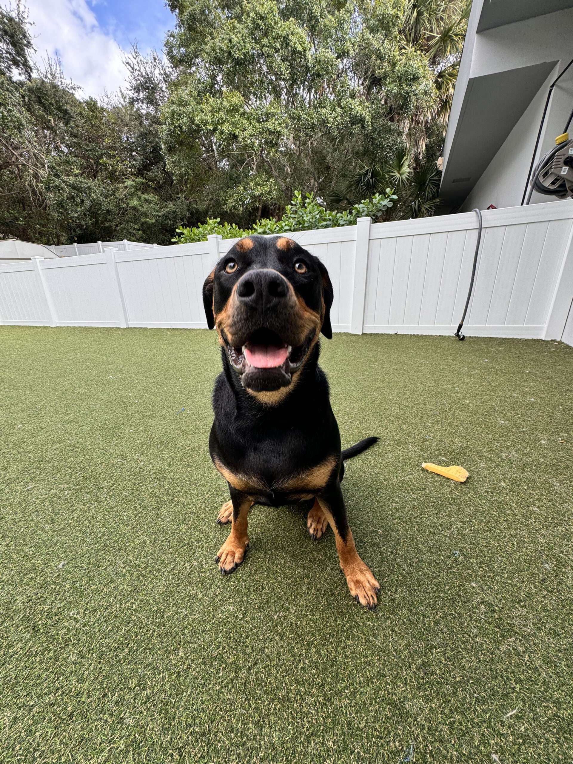 dog training west palm beach fl