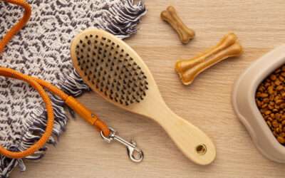 What’s the Most Affordable Dog Grooming Option in West Palm Beach?