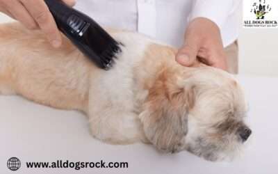 Experience Premium Dog Grooming in West Palm Beach at All Dogs Rock