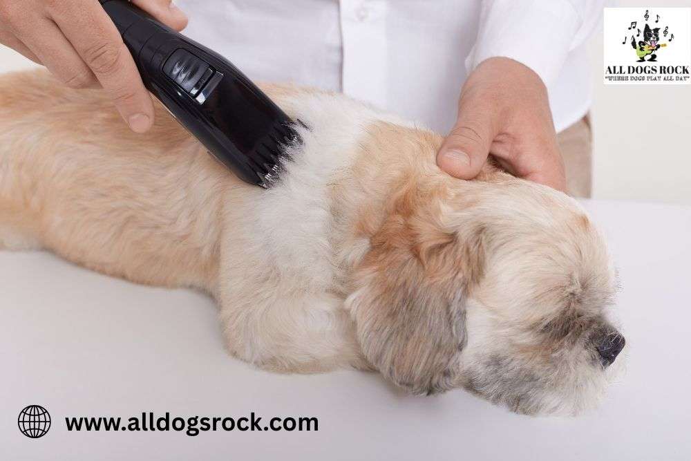 pet grooming West Palm Beach